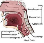 Head and neck oncology